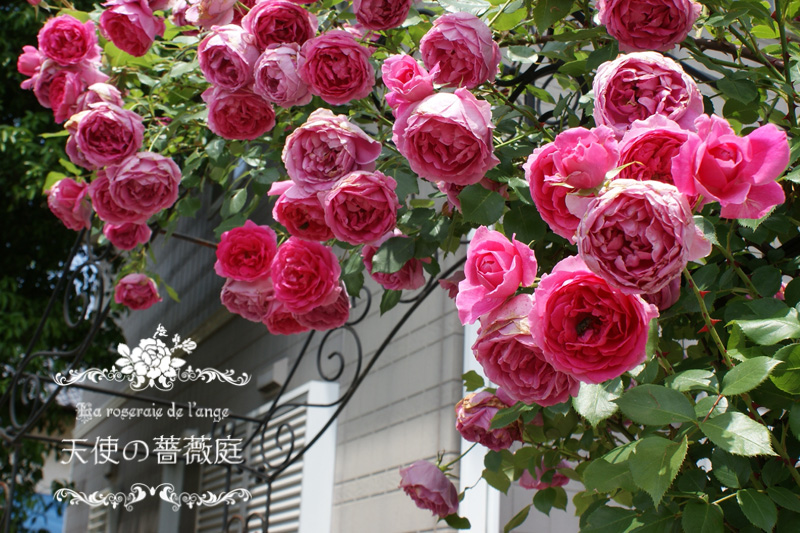 つるバラパレード モンスターになったパレード２日かけて誘引 春の可愛らしい花 La Roseraie De L Ange 天使の薔薇庭