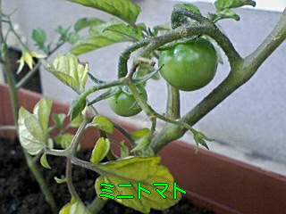 驚くほど収穫できるミニトマトだそうで・・・。