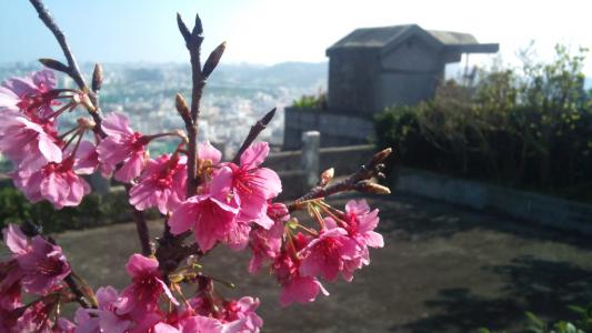 墓のそばに咲く桜