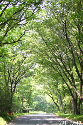 国営武蔵丘陵森林公園　緑がキラキラしていて