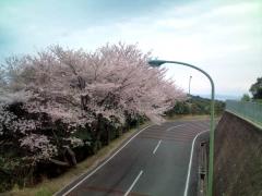 三熊山　桜2