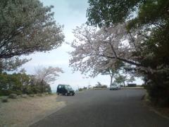 三熊山　桜3