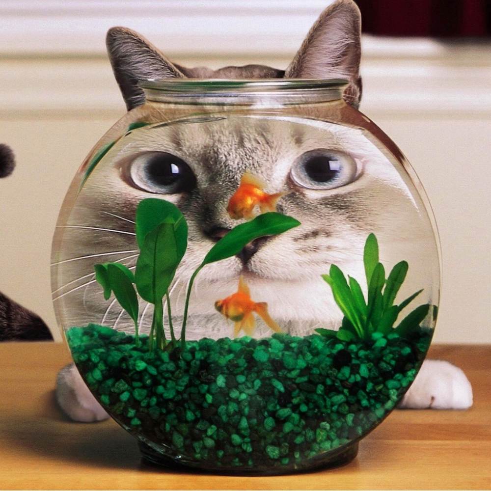 金魚に興味深々な猫ちゃん 猫画像まとめサイト毎日更新 ネコカメラ