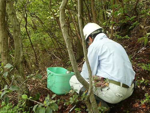 ツツジの挿し穂採取と挿し木 森林ボランティア よこおみち森もりの会のブログ