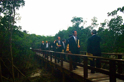 マングローブの中の木道を歩きます
