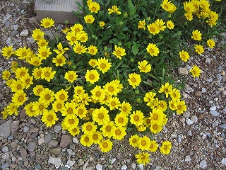 IMG_2656黄色い花