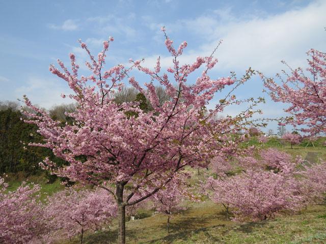 0600 大井ゆめのさとの早咲き桜 (11)