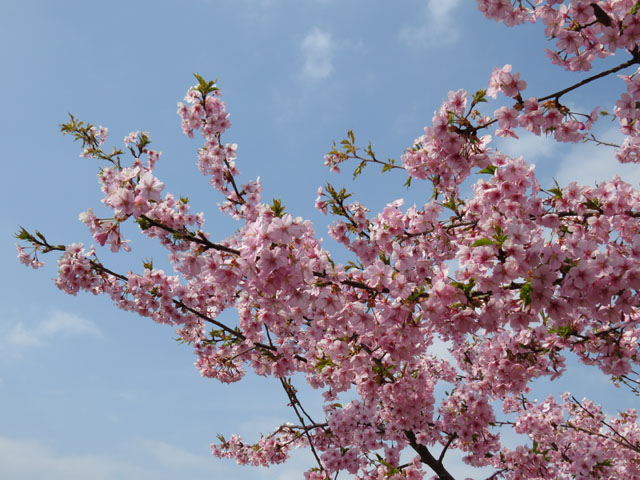 0600 大井ゆめのさとの早咲き桜 (7)