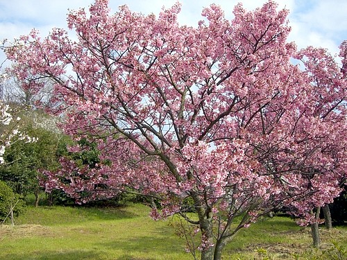 大三島の桜