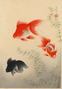 大野麥風「金魚」（大日本魚類画集）