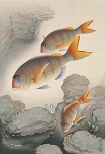 大野麥風「鯛」（大日本魚類画集）