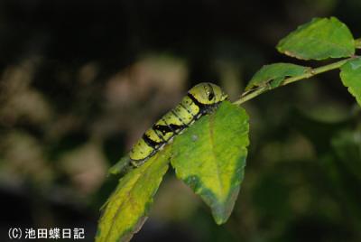 ナミアゲハ　異常型幼虫