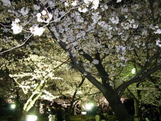 桜～ライトアップ1