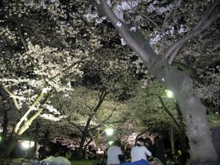 桜～ライトアップ2