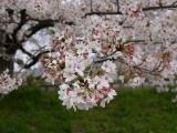 埼玉の桜4
