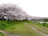 埼玉の桜5