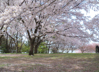 鳥屋野潟公園の桜2