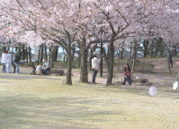 鳥屋野潟公園の桜5.桜吹雪gif