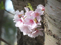 鳥屋野潟公園の桜6