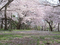 鳥屋野潟公園の桜4
