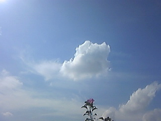 雲を見上げるムクゲの花