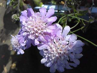 スカビオサの花