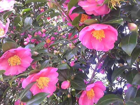 ピンクの山茶花たち