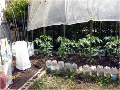 家庭菜園2010-2