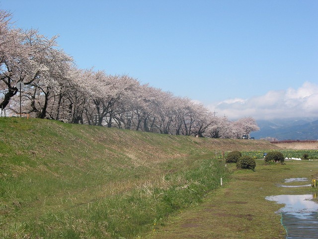 0417上川の桜 (大)