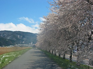 0417上川の桜 (3)
