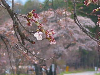 0424縄文の湯前の桜3