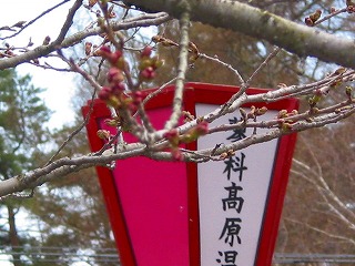 コピー ～ 0424蓼科湖聖光寺の桜 (9)
