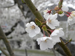 諏訪湖の桜DSCN2254