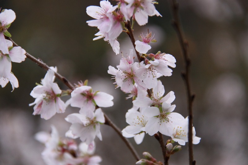 可愛い四季桜