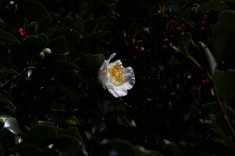 白椿の花