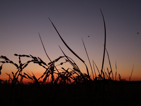 稲の２番穂の夕景