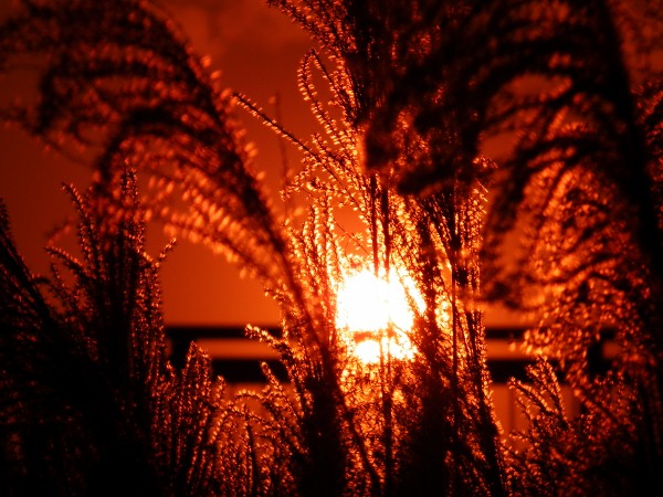 夕陽で燃えるススキ
